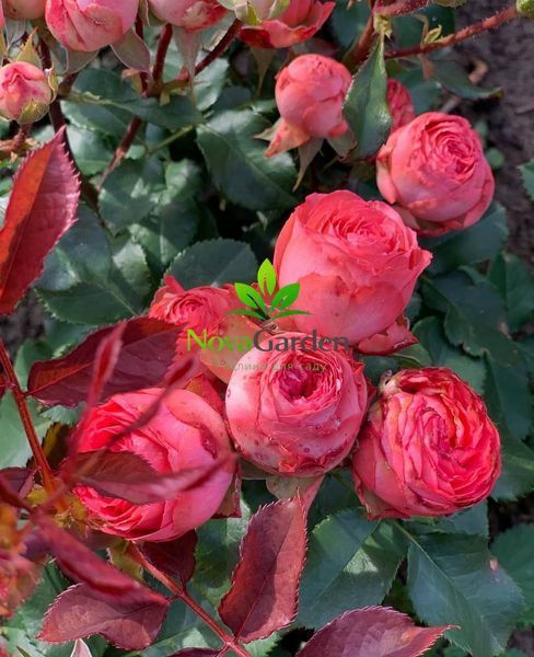Троянда спрей "Корал Джем" (Coral Gem) 0223 фото