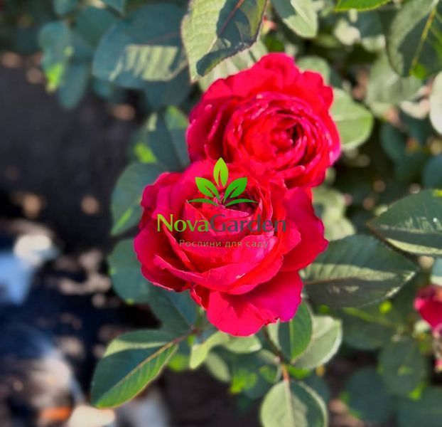 Троянда флорібунда &laquo;Чотирьох&nbsp;вітрів&raquo; (Rose des 4 Vents) 0173 фото