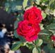 Троянда флорібунда &laquo;Чотирьох&nbsp;вітрів&raquo; (Rose des 4 Vents) 0173 фото 2
