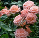 Троянда чайно-гібридна &ldquo;Ангажемент" (Engagement) 0036 фото 9