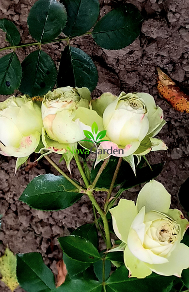 Троянда флорібунда &ldquo;Лавлі Грін&rdquo; (Lovely Green) 0040 фото