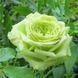 Троянда флорібунда &ldquo;Лавлі Грін&rdquo; (Lovely Green) 0040 фото 5