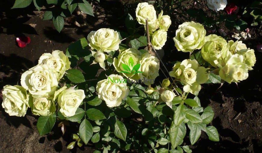 Троянда флорібунда &ldquo;Лавлі Грін&rdquo; (Lovely Green) 0040 фото
