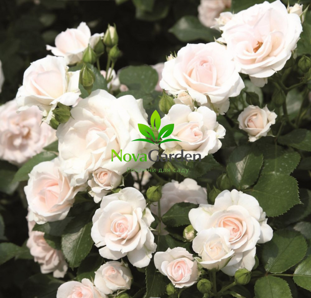 Троянда флорібунда "Аспірін" (Aspirin Rose) 0089 фото