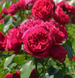 Троянда плетиста &ldquo;Ред Едем Роуз&rdquo; (Red Eden Rose) 0276 фото 2