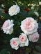 Троянда флорибунда "Лариса" (Larissa) 0136 фото 1