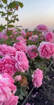 Троянда флорибунда "Помпадур" (Rose de Pompadour) 0139 фото
