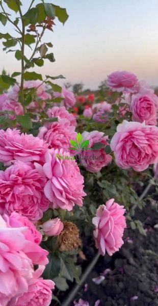 Троянда флорибунда "Помпадур" (Rose de Pompadour) 0139 фото