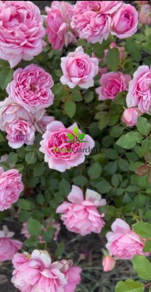Троянда флорибунда "Помпадур" (Rose de Pompadour) 0139 фото