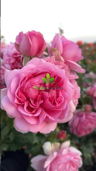 Троянда флорибунда "Помпадур" (Rose de Pompadour) 0139 фото