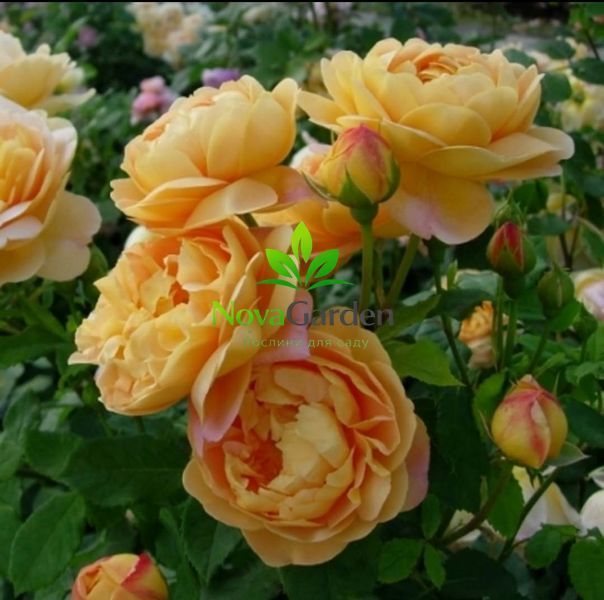 Троянда плетиста "Голден Селебрейшн" (Golden Celebration) 0140 фото