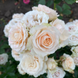 Троянда&nbsp; спрей "Яна" (Jana)&nbsp; 0240 фото 1