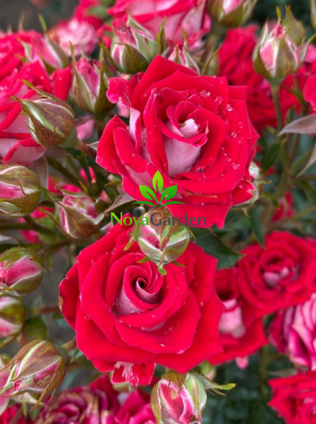 Троянда спрей "Рубі Стар" (Ruby Star) 0241 фото