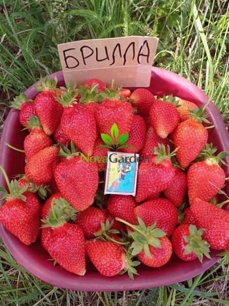 Полуниця "Брілла" (Brilla) надранній термін дозрівання бріла фото