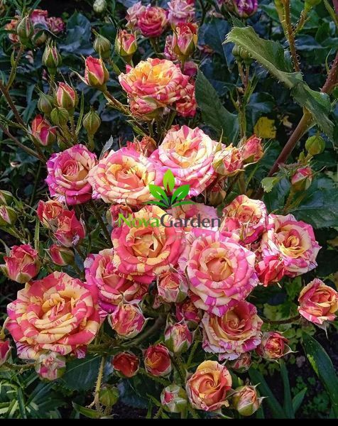 Троянда спрей "Фаєр Флеш" (Fire Flash) 0192 фото
