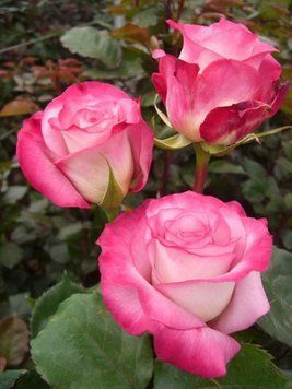 Троянда чайно-гібридна &ldquo;Ранок Парижу&rdquo; (Utro Parisa) 0058 фото