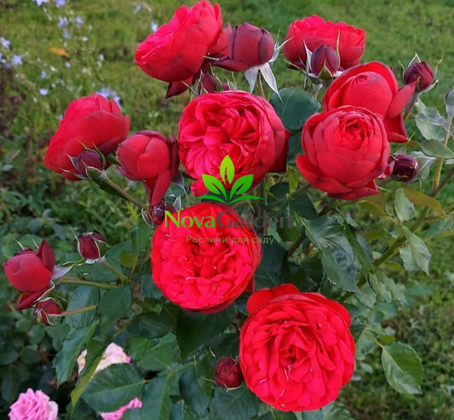 Троянда англійська &ldquo; Ред Піано&rdquo; (Red Piano) 0059 фото