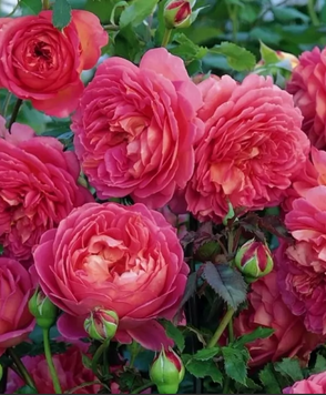 Троянда плетиста"Рожевий Лід" (Pink Ice) 0248 фото