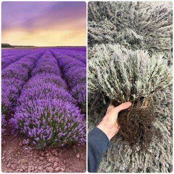 Лаванда "Королівська"(Lavanda Korolivska) л.к. фото