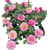 Японська селекція