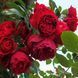 Троянда плетиста &ldquo; Флорентина&rdquo; (Florentina) 0076 фото 1