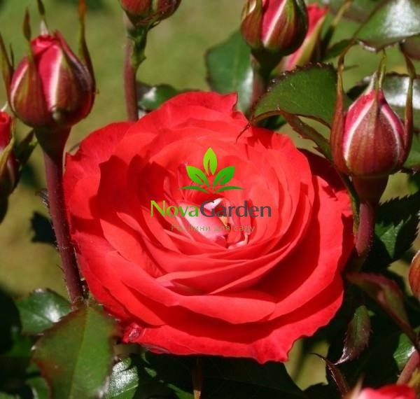 Троянда флорибунда "Плантен ун Блюмен" (Planten un Blomen) 0106 фото