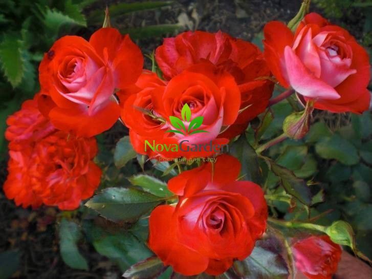 Троянда флорибунда "Плантен ун Блюмен" (Planten un Blomen) 0106 фото