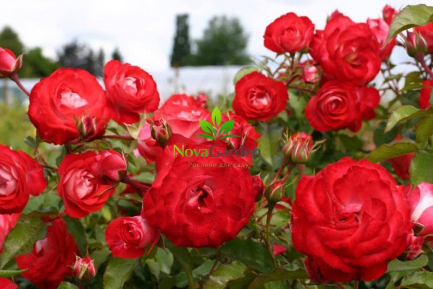 Троянда флорибунда "Плантен ун Блюмен" (Planten un Blomen) 0106 фото