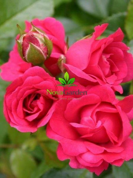 Троянда ґрунтопокривна&nbsp; "Роді"&nbsp;(Rody) 0107 фото