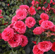 Троянда плетиста &ldquo; Антік 89&rdquo; (Antike 89) 0074 фото 2