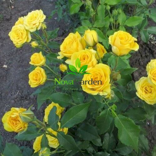 Троянда спрей "Єлоу Бєйбі" (Yellow Babe) 0216 фото