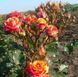 Троянда спрей "Оранж Флеш" (Orange Flash 0166 фото 10