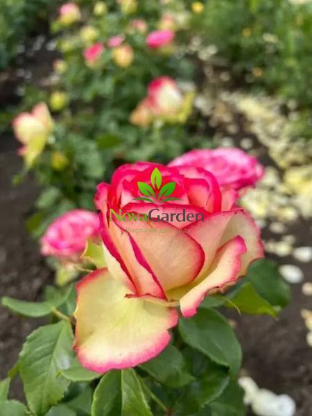 Троянда "Вальс де Мейян" (Valse de Meilland) 0217 фото