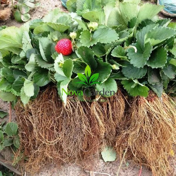 Полуниця "Хоней" (Honey) ранній термін дозрівання 25х фото