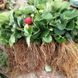 Полуниця "Хоней" (Honey) ранній термін дозрівання 25х фото 6