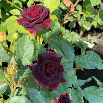 Троянда чайно-гібридна "Блек Бакара" (Black Baccara)  0220 фото